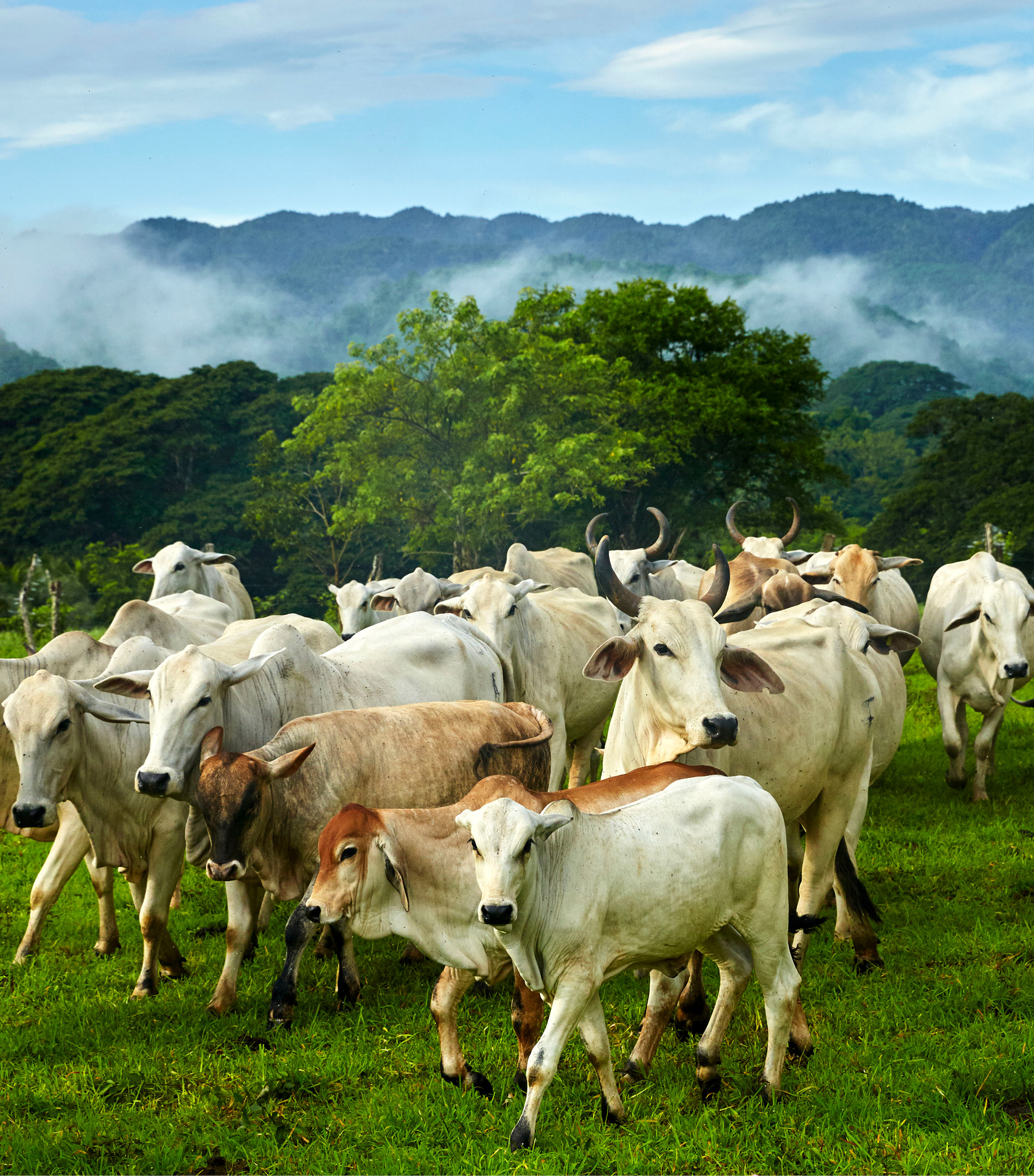 Pantrepant a working cattle farm and exquisite escape